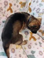 Blue, a male German Shepherd Dog for sale in Belton, SC – Photo 5 of 5