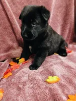 Red, a female German Shepherd Dog for sale in Belton, SC – 6 of 6
