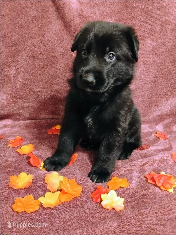 Blue – German Shepherd Dog puppy for sale in Belton, SC