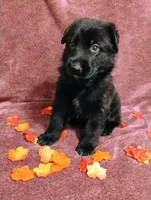 Blue, a male German Shepherd Dog for sale in Belton, SC – 1 of 7
