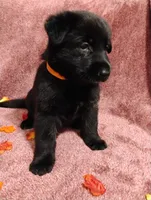 Orange, a female German Shepherd Dog for sale in Belton, SC – 2 of 8