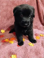 Orange, a female German Shepherd Dog for sale in Belton, SC – 4 of 8