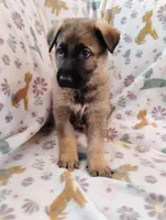 Orange, a male German Shepherd Dog for sale in Belton, SC – Photo 3 of 5