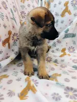 Orange, a male German Shepherd Dog for sale in Belton, SC – Photo 2 of 5