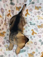 Orange, a male German Shepherd Dog for sale in Belton, SC – Photo 5 of 5