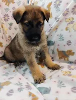 Orange, a male German Shepherd Dog for sale in Belton, SC – Photo 4 of 5