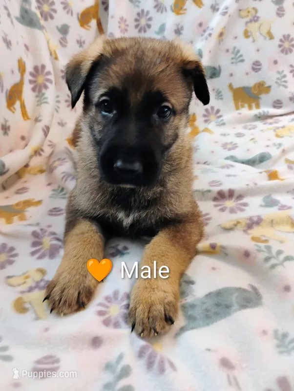 Orange – German Shepherd Dog puppy for sale in Belton, SC