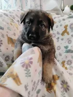 Lime Green, a male German Shepherd Dog for sale in Belton, SC – Photo 2 of 5