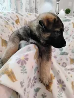 Lime Green, a male German Shepherd Dog for sale in Belton, SC – Photo 3 of 5