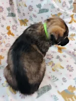 Lime Green, a male German Shepherd Dog for sale in Belton, SC – Photo 5 of 5