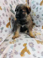 Lime Green, a male German Shepherd Dog for sale in Belton, SC – Photo 4 of 5