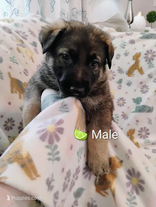 Lime Green – German Shepherd Dog puppy for sale in Belton, SC