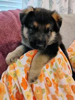 Green, a male German Shepherd Dog for sale in Belton, SC – Photo 4 of 5