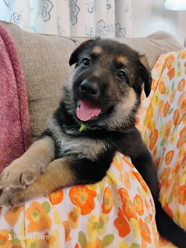 Green – German Shepherd Dog puppy for sale in Belton, SC