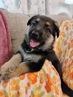 Green, a male German Shepherd Dog for sale in Belton, SC – Photo 1 of 5