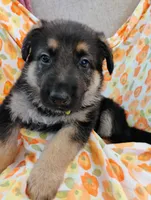 Green, a male German Shepherd Dog for sale in Belton, SC – Photo 2 of 5