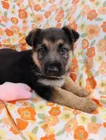 Red, a female German Shepherd Dog for sale in Belton, SC – Photo 7 of 8