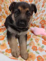 Red, a female German Shepherd Dog for sale in Belton, SC – Photo 2 of 8