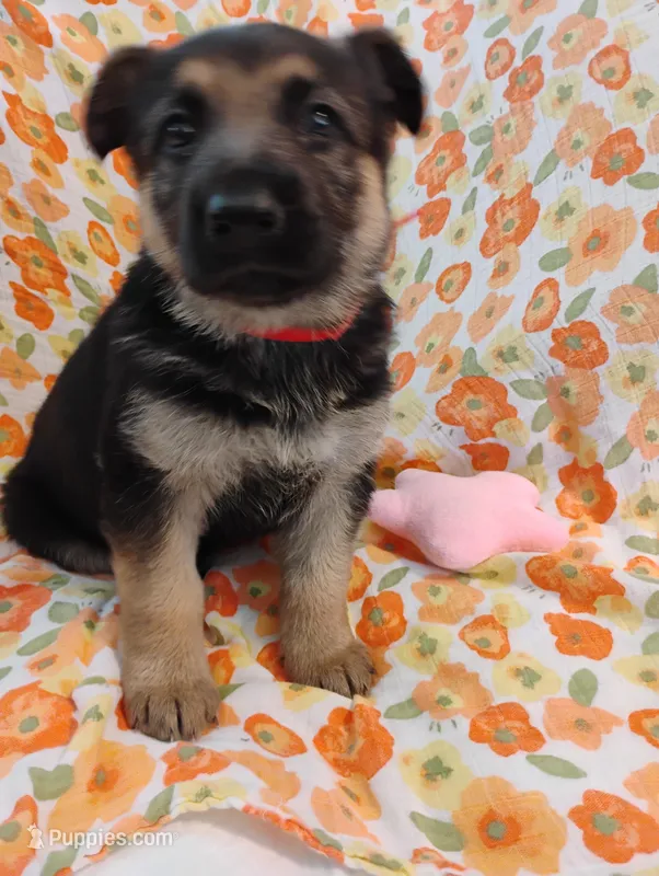 Red – German Shepherd Dog puppy for sale in Belton, SC