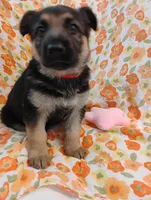 Red, a female German Shepherd Dog for sale in Belton, SC – Photo 1 of 8