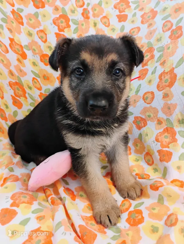 Red – German Shepherd Dog puppy for sale in Belton, SC