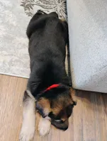 Red, a female German Shepherd Dog for sale in Belton, SC – Photo 5 of 8