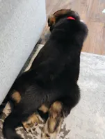 Red, a female German Shepherd Dog for sale in Belton, SC – Photo 3 of 8