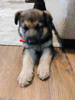 Red, a female German Shepherd Dog for sale in Belton, SC – Photo 6 of 8