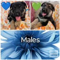 Blue, a male German Shepherd Dog for sale in Belton, SC – Photo 2 of 5