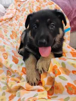 Blue, a male German Shepherd Dog for sale in Belton, SC – Photo 4 of 5