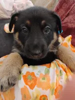 Blue, a male German Shepherd Dog for sale in Belton, SC – Photo 1 of 5