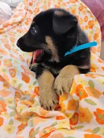 Blue, a male German Shepherd Dog for sale in Belton, SC – Photo 3 of 5