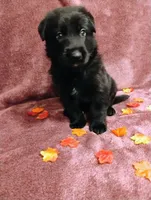 Blue, a male German Shepherd Dog for sale in Belton, SC – 6 of 7