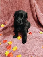 Purple, a female German Shepherd Dog for sale in Belton, SC – 1 of 6