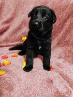 Purple, a female German Shepherd Dog for sale in Belton, SC – 4 of 6