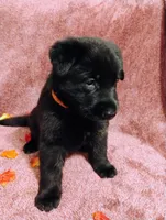 Orange, a female German Shepherd Dog for sale in Belton, SC – 3 of 8
