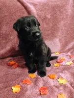Blue, a male German Shepherd Dog for sale in Belton, SC – 7 of 7