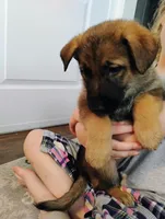 Pink, a female German Shepherd Dog for sale in Belton, SC – Photo 6 of 10