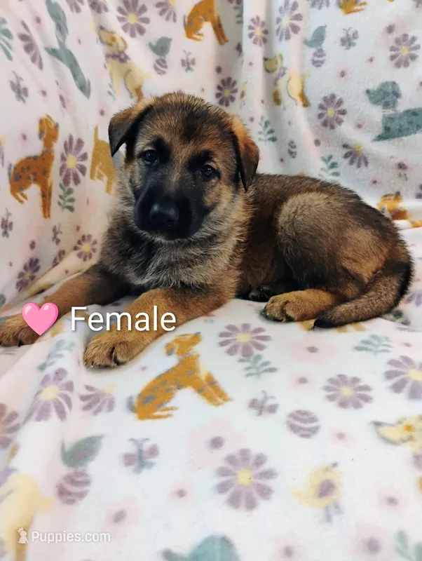 Pink – German Shepherd Dog puppy for sale in Belton, SC