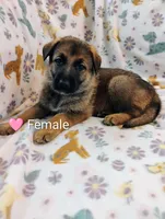 Pink, a female German Shepherd Dog for sale in Belton, SC – Photo 1 of 5