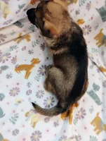 Pink, a female German Shepherd Dog for sale in Belton, SC – Photo 5 of 5