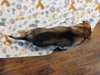 Pink, a female German Shepherd Dog for sale in Belton, SC – Photo 8 of 10