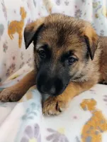 Pink, a female German Shepherd Dog for sale in Belton, SC – Photo 2 of 5