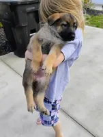 Pink, a female German Shepherd Dog for sale in Belton, SC – Photo 9 of 10