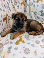 Pink, a female German Shepherd Dog for sale in Belton, SC – Photo 3 of 5