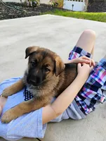 Pink, a female German Shepherd Dog for sale in Belton, SC – Photo 10 of 10