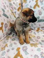 Pink, a female German Shepherd Dog for sale in Belton, SC – Photo 4 of 5