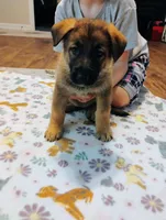 Pink, a female German Shepherd Dog for sale in Belton, SC – Photo 7 of 10