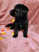 Purple, a female German Shepherd Dog for sale in Belton, SC – 2 of 6