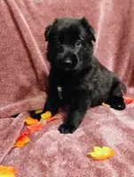 Red, a female German Shepherd Dog for sale in Belton, SC – 1 of 6